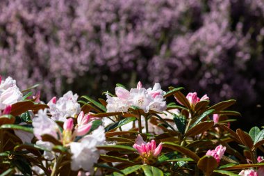 Close up of pink Rhododendron flowers in bloom