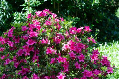 Close up of pink Rhododendron flowers in bloom