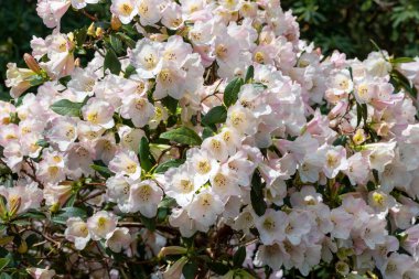 Close up of pink Rhododendron flowers in bloom