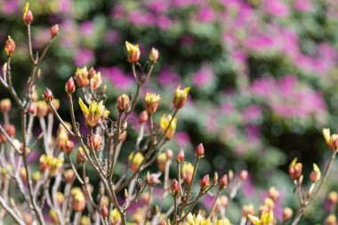 Rododendron çiçeklerinin yaklaşması çiçek açar.