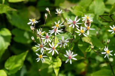 Beyaz odun makinası (avrupa divaricata) çiçek açtı