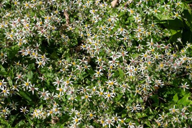 Beyaz odun makinası (avrupa divaricata) çiçek açtı