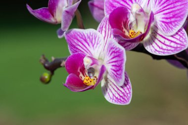 Çiçek açan pembe ay orkidelerine (falaenopsis amabilis) yakın plan