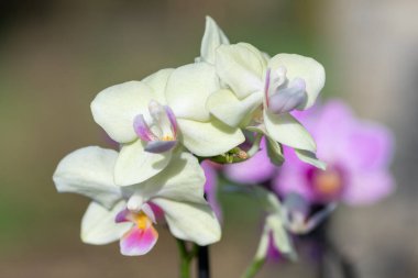 Çiçek açan beyaz ay orkidelerine (falaenopsis amabilis) yakın plan