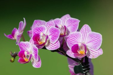 Çiçek açan pembe ay orkidelerine (falaenopsis amabilis) yakın plan