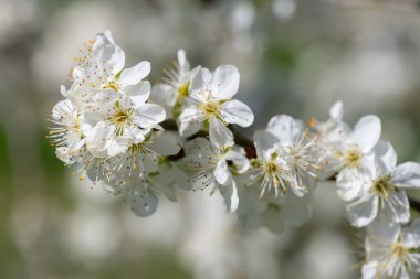 Chickasaw eriğinin (prunus angustifolia) açılışı