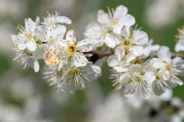 Chickasaw eriğinin (prunus angustifolia) açılışı