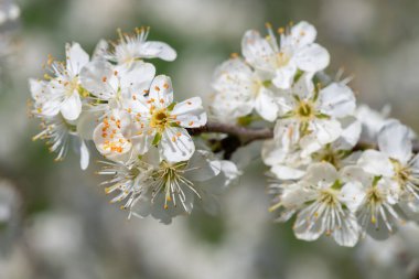 Chickasaw eriğinin (prunus angustifolia) açılışı