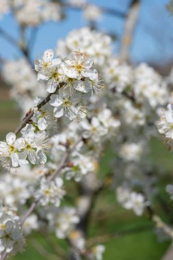 Chickasaw eriğinin (prunus angustifolia) açılışı