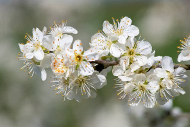 Chickasaw eriğinin Macro shot 'ı (prunus angustifolia)