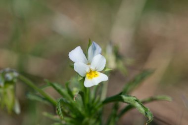 Çiçek açmış bir tarla ibnesinin makro çekimi (viola arvensis)