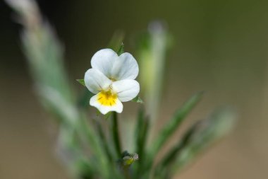 Çiçek açmış bir tarla ibnesinin makro çekimi (viola arvensis)