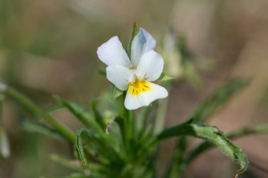 Çiçek açmış bir tarla ibnesinin makro çekimi (viola arvensis)