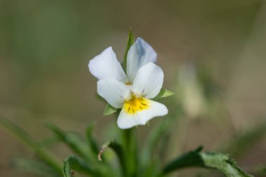 Çiçek açmış bir tarla ibnesinin makro çekimi (viola arvensis)