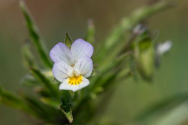Çiçek açmış bir tarla ibnesinin makro çekimi (viola arvensis)