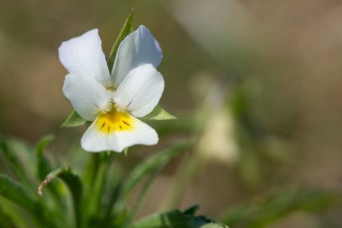 Çiçek açmış bir tarla ibnesinin makro çekimi (viola arvensis)