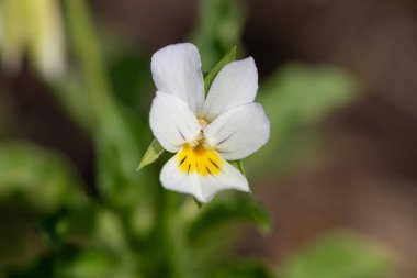Çiçek açmış bir tarla ibnesinin makro çekimi (viola arvensis)