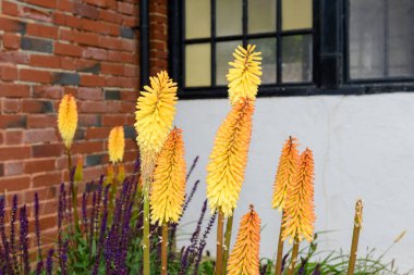 Nilüfer çiçeklerinin açtığı meşaleyi kapat.