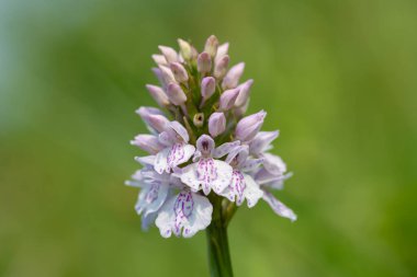 Çiçek açan bir çalılık benekli orkideye (dactylorhiza maculata) yakın plan