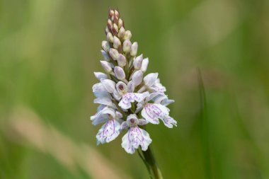 Çiçek açan bir çalılık benekli orkideye (dactylorhiza maculata) yakın plan