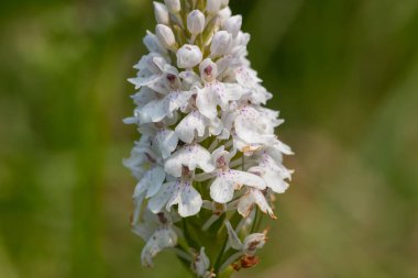 Çiçek açan bir çalılık benekli orkideye (dactylorhiza maculata) yakın plan
