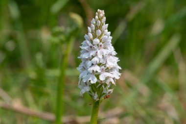 Çiçek açan bir çalılık benekli orkideye (dactylorhiza maculata) yakın plan
