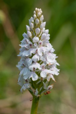 Çiçek açan bir çalılık benekli orkideye (dactylorhiza maculata) yakın plan