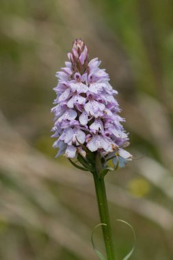 Çiçek açan bir çalılık benekli orkideye (dactylorhiza maculata) yakın plan