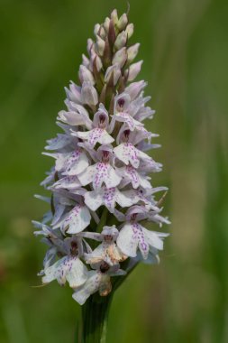 Çiçek açan bir çalılık benekli orkideye (dactylorhiza maculata) yakın plan