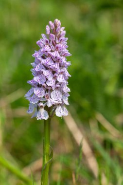 Çiçek açan bir çalılık benekli orkideye (dactylorhiza maculata) yakın plan