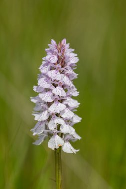 Çiçek açan bir çalılık benekli orkideye (dactylorhiza maculata) yakın plan