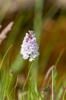 Çiçek açan bir çalılık benekli orkideye (dactylorhiza maculata) yakın plan