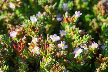 Çiçek açan yaygın deniz fundalığına (frankenia laevis) yakın plan