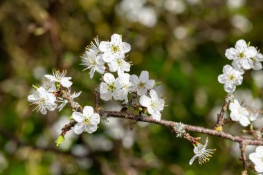 Blackthorn 'un (prunus spinosa) çiçek açmasına yakın dur