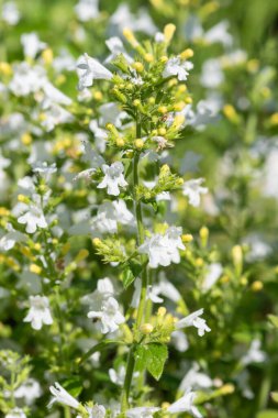 Çiçekler açan muhteşem beyaz daha az kalaminat (Clinopodium nepeta) çiçeklerini kapat