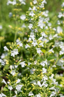 Çiçekler açan muhteşem beyaz daha az kalaminat (Clinopodium nepeta) çiçeklerini kapat
