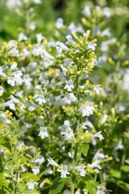 Çiçekler açan muhteşem beyaz daha az kalaminat (Clinopodium nepeta) çiçeklerini kapat