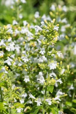 Çiçekler açan muhteşem beyaz daha az kalaminat (Clinopodium nepeta) çiçeklerini kapat