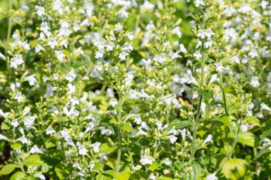Çiçekler açan muhteşem beyaz daha az kalaminat (Clinopodium nepeta) çiçeklerini kapat