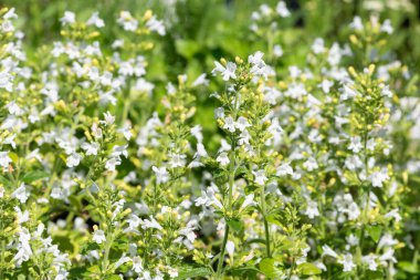 Çiçekler açan muhteşem beyaz daha az kalaminat (Clinopodium nepeta) çiçeklerini kapat