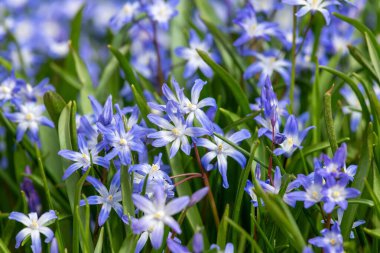 Kar (scilla forbesii) çiçeklerinin açtığı görkemine yaklaş