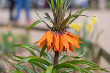 Çiçek açan bir imparatorluk saçaklarının (fritillaria emperialis) kapanışı