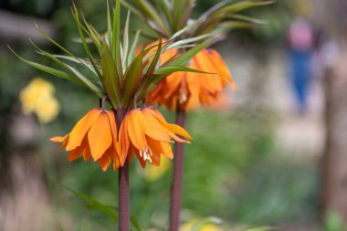 Çiçek açan bir imparatorluk saçaklarının (fritillaria emperialis) kapanışı