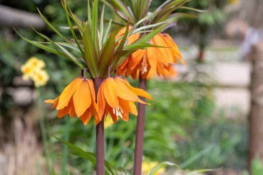 Çiçek açan bir imparatorluk saçaklarının (fritillaria emperialis) kapanışı