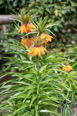 Çiçek açan bir imparatorluk saçaklarının (fritillaria emperialis) kapanışı