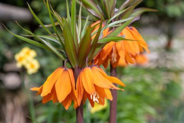 Çiçek açan bir imparatorluk saçaklarının (fritillaria emperialis) kapanışı