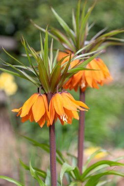 Çiçek açan bir imparatorluk saçaklarının (fritillaria emperialis) kapanışı
