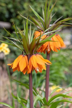 Çiçek açan bir imparatorluk saçaklarının (fritillaria emperialis) kapanışı