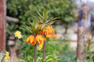 Çiçek açan bir imparatorluk saçaklarının (fritillaria emperialis) kapanışı