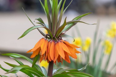 Çiçek açan bir imparatorluk saçaklarının (fritillaria emperialis) kapanışı